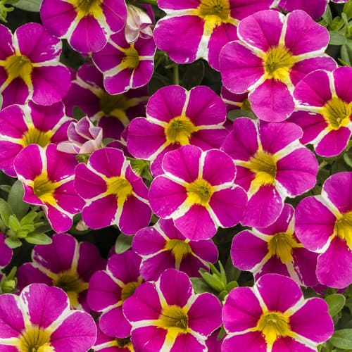 8 flores pink de calibrachoa Proven Winners