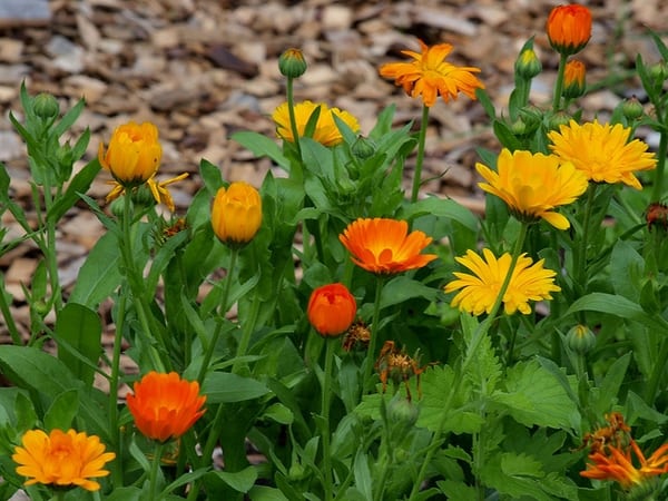 8 jardim com flores de calendula Pinterest