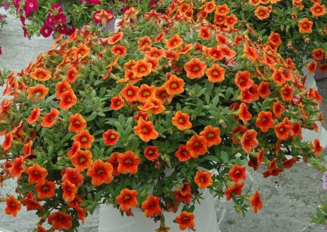 9 flores de calibrachoa Gateway Garden Center
