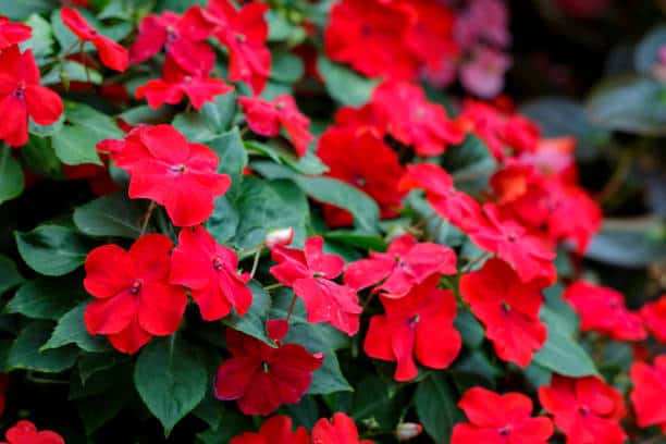 9 flores vermelhas de maria sem vergonha iStock