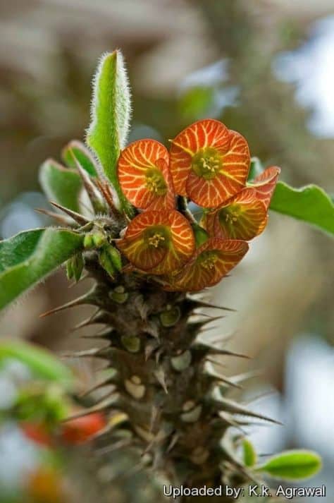 Euphorbia hofstaetteri