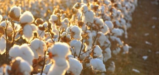 1 melhor epoca para cultivo de algodao AgroRevenda