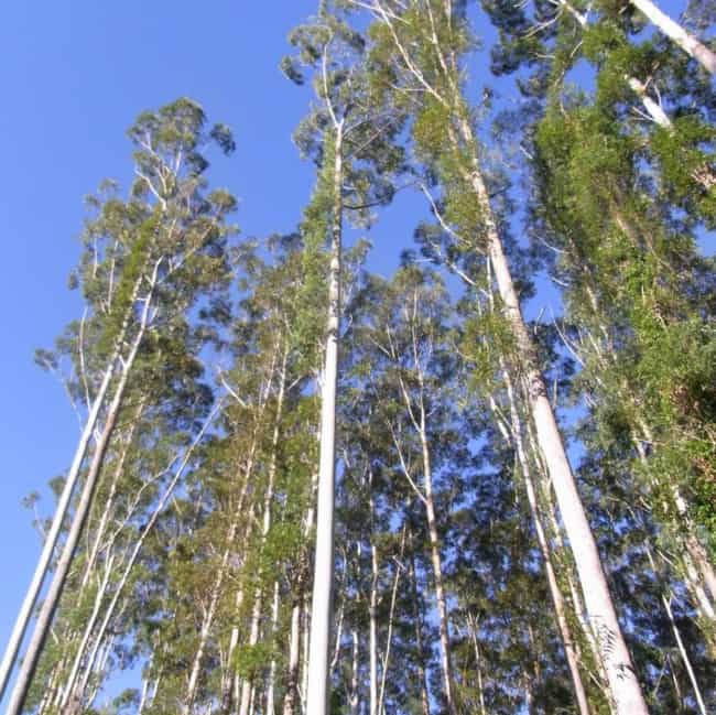 3 dicas sobre plantio de eucalipto elcompany