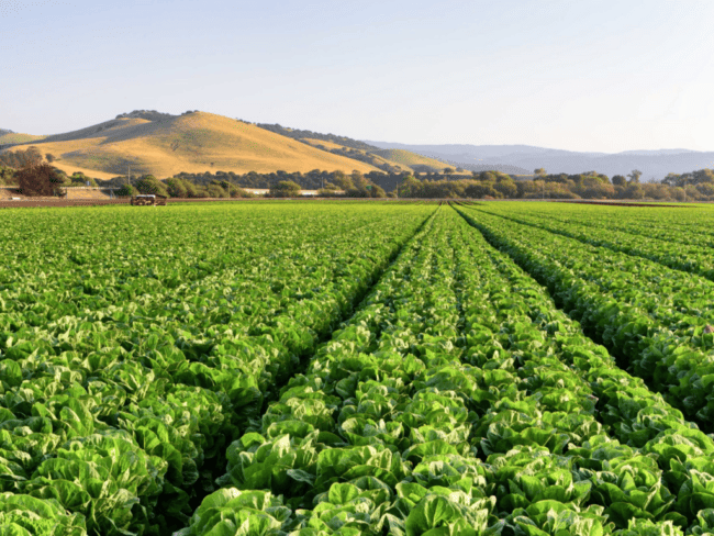 5 desvantangens comodato rural Biocyclic Vegan Agriculture