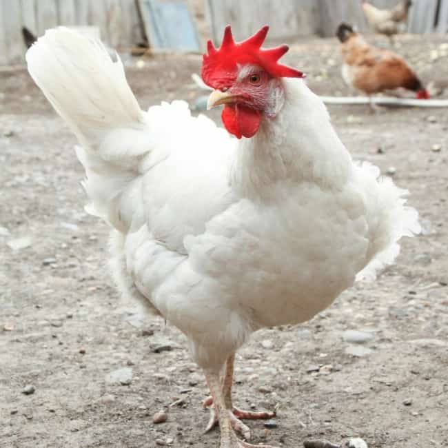 11 raca galinha Cornish Gilmores Inc