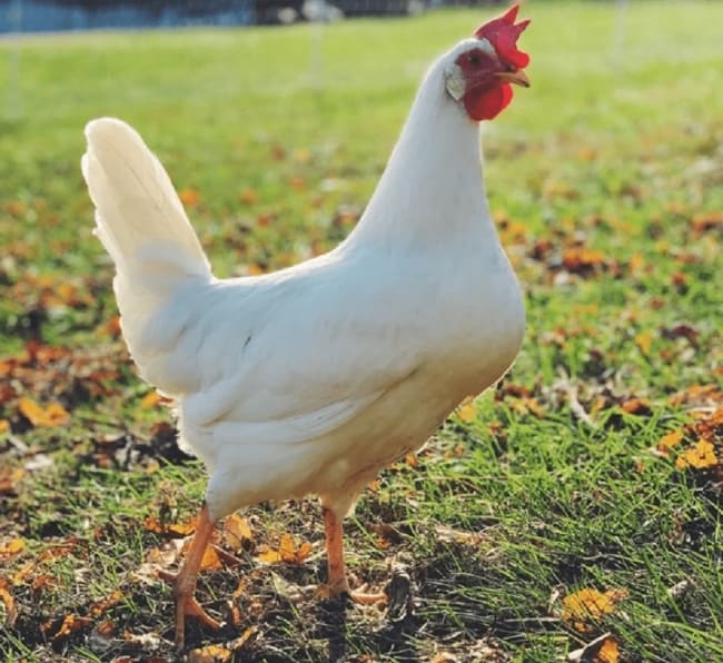 14 raca de galinha branca Meyer Hatchery Blog