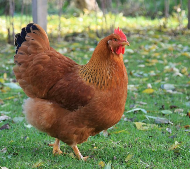 18 raca de galinha New Hampshire Insteading