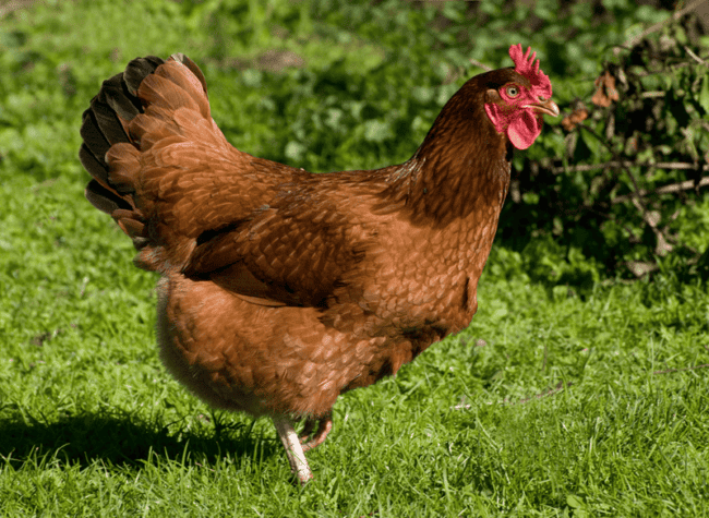 19 galinha raca Rhode Island Somerzby