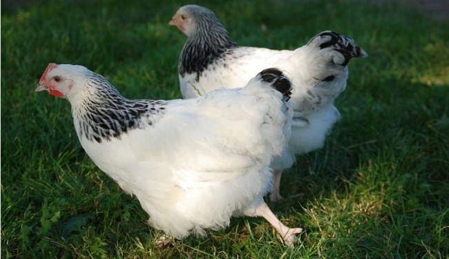 21 raca de galinha Sussex Mundo das Aves