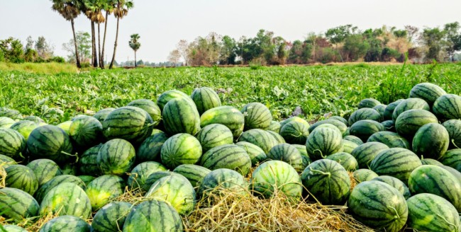 3 dicas sobre colheita de melancia MF Magazine MF Rural