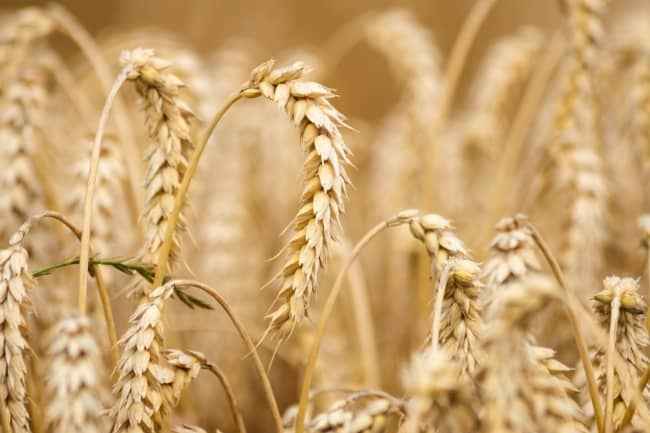 4 plantacao de trigo Gazeta da Semana