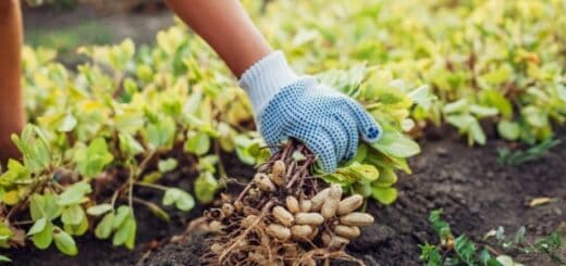 5 dicas cultivo e colheita de amendoim Governo Federal