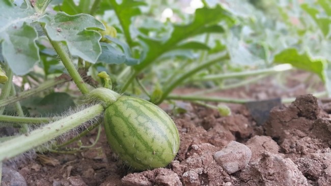 5 dicas de como plantar melancia CicloVivo