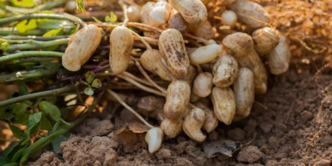 6 cultivo de amendoim TerraMagna