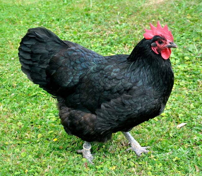 8 raca internacional de galinha Oklahoma State University