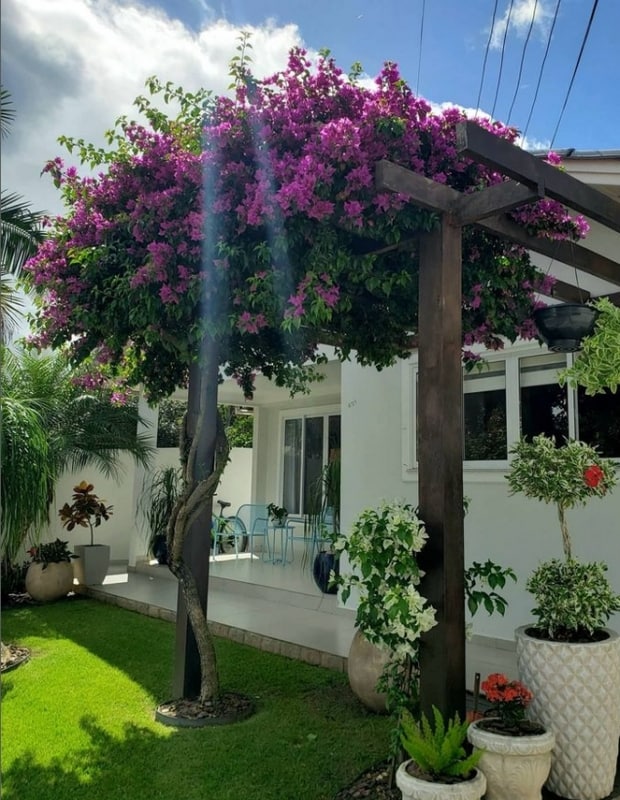 1 jardim com pergolado de madeira com flores @umjardimparacuidar