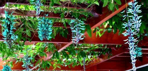 12 pergolado com flores de jade azul Pinterest