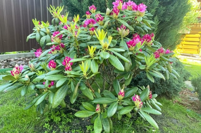 13 espécie arbusto Rododendro Vecteezy