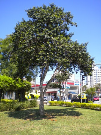 13 espécie árvore Jardim Cor