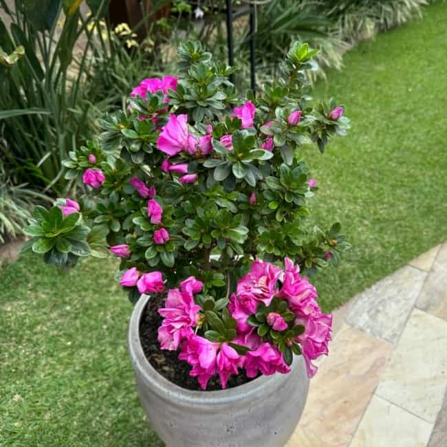 16 arbusto pequeno em vaso Azaleia @jardineiroamador