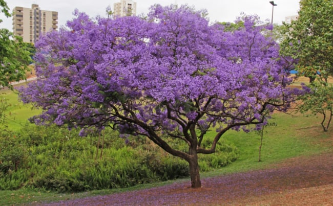18 árvore grande com flores Pinheiro Plantas