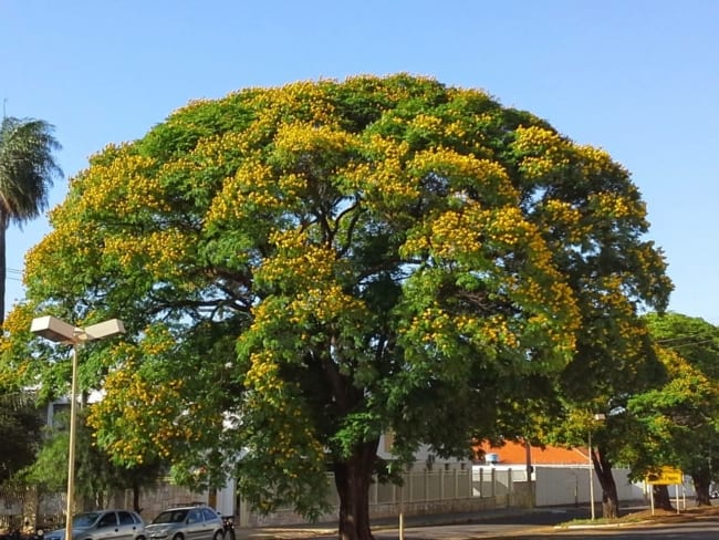 19 árvore grande Sibipiruna Árvores Adultas