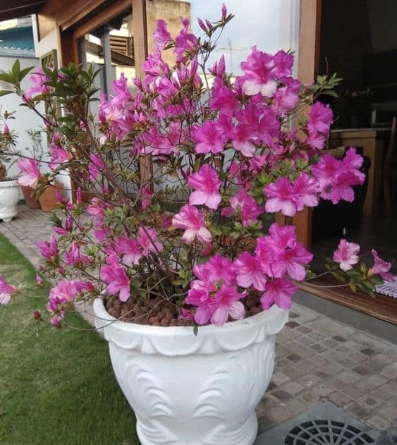 27 vaso com arbusto de flores Azaleia Pinterest