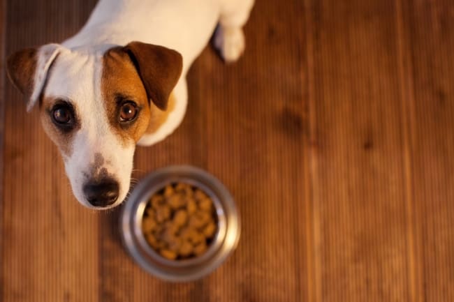 3 vantagens e benefícios ração super premium Hill's Pet Nutrition