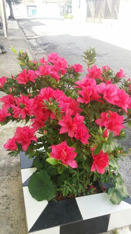 31 arbusto com flores Azaleia Pinterest