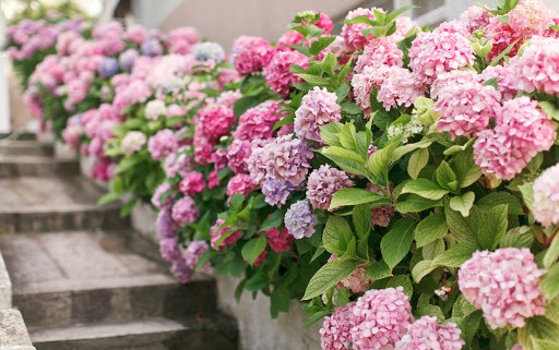 32 arbusto com flores Hortênsias Pinterest