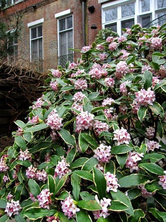 33 arbusto com flores Daphne Pinterest