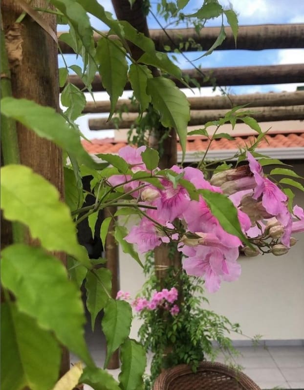 38 pergolado com flores Sete Léguas @liriodosvales floricultura