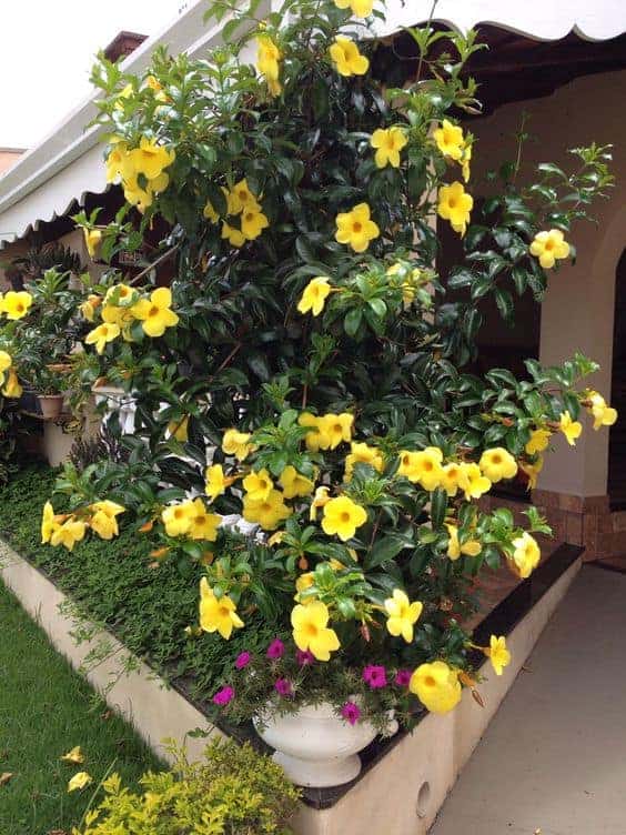 40 jardim com Alamanda amarela Pinterest