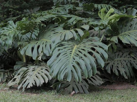 42 jardim com arbusto tropical Costela de Adão Pinterest