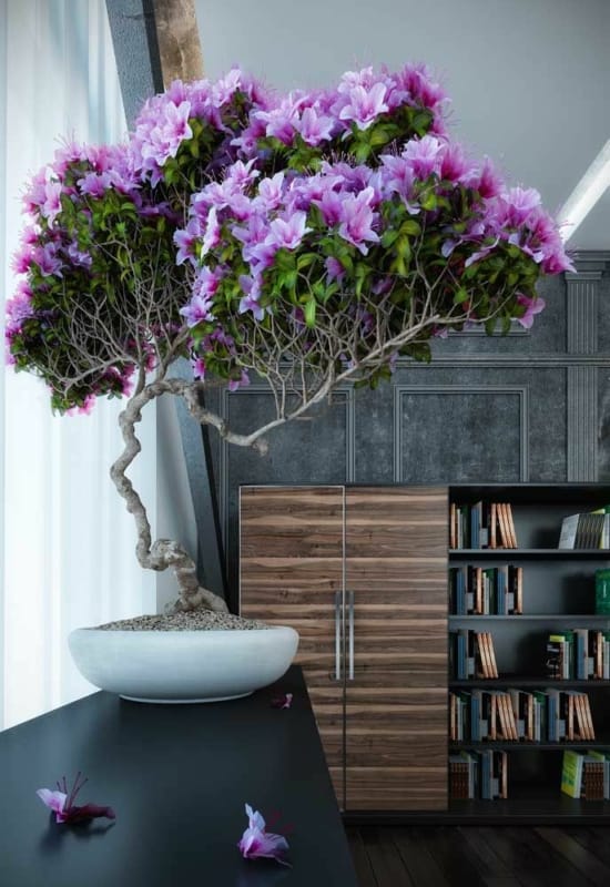 45 arbusto Azaleia dentro de casa Pinterest