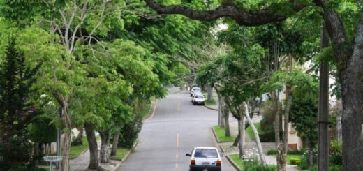 5 importância da arborização urbana Senado Federal