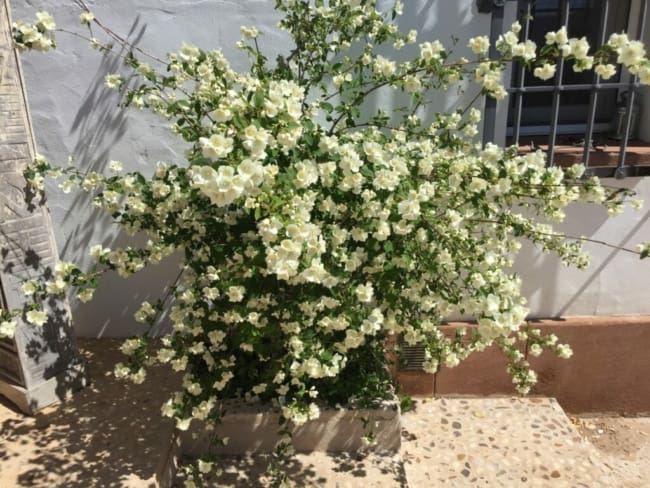 7 arbusto com flores Celinda Entorno en Verde