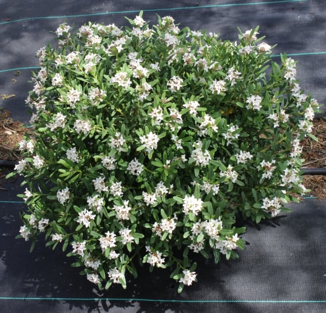 9 arbusto com flores Daphne Edelweiss Perennials