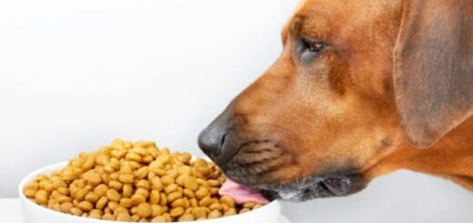2 dicas rações cães com alergias Wellbeing for Dogs