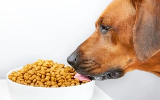 2 dicas rações cães com alergias Wellbeing for Dogs