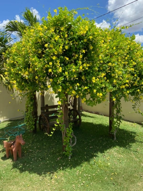 33 jardim com pergolado de madeira com flores amarelas Pinterest