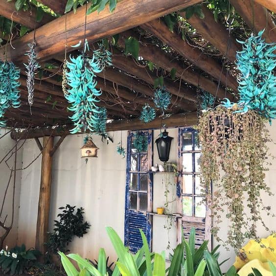 63 pergolado rústico de madeira com flores de jade azul Pinterest